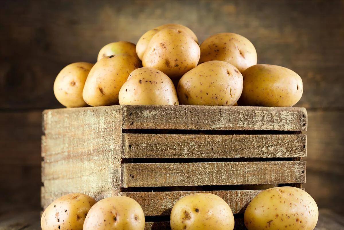 买土豆有学问！哪种最好吃？附：存放几个月不发芽“有妙招”